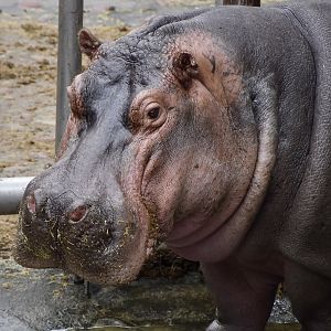 Hippopotamus (Hippopotamus amphibius)