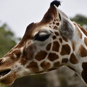 Giraffe (Giraffa camelopardalis)