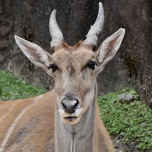 Common Eland (Taurotragus oryx)