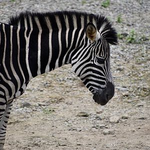 Chapman's Zebra (Equus quagga chapmani)