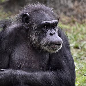 Chimpanzee (Pan troglodytes)