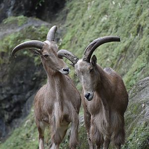 Aoudad (Ammotragus lervia)