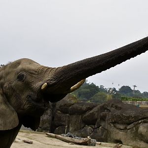 African Bush Elephant (Loxodonta africana) trunk stretch