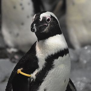 African Penguin (Spheniscus demersus)