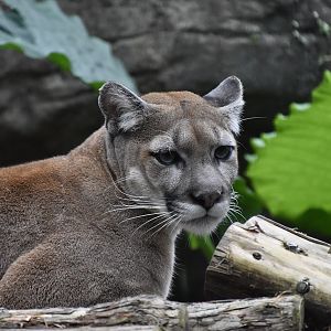 Cougar (Puma concolor)