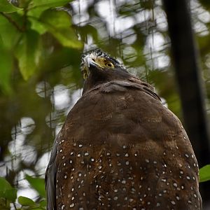 Taiwan Crested Serpent Eagle (Spilornis cheela hoya)