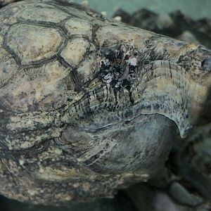 Alligator Snapping Turtle (Macrochelys temminckii)