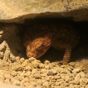 Centralian Rough Knob-Tailed Gecko (Nephrurus amyae)