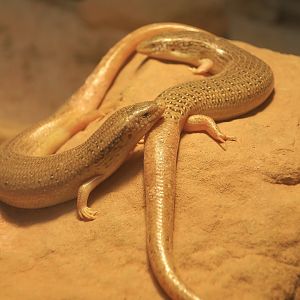 Ocellated Skinks (Chalcides ocellatus)