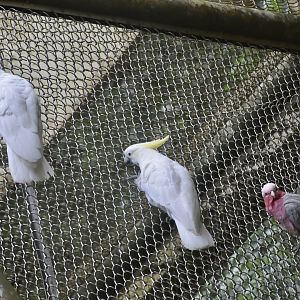 Sulfur-Crested Cockatoos (Cacatua galerita) and Galah (Eolophus roseicapilla) lined up