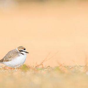 Kentish Plover - Kasai Rinkai Seaside Park