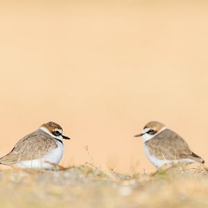 Kentish Plover - Kasai Rinkai Seaside Park