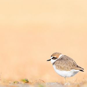 Kentish Plover - Kasai Rinkai Seaside Park