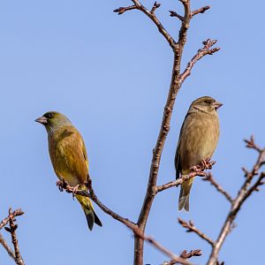 Oriental Greenfinch - Kasai Rinkai Seaside Park