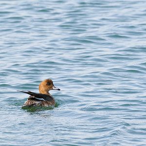 Eurasian Wigeon - Kasai Rinkai Seaside Park
