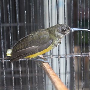 Little spiderhunter (Arachnothera longirostra prillwitzi)