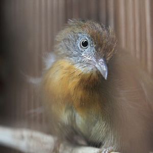 Grey-cheeked tit-babbler (Mixornis flavicollis)