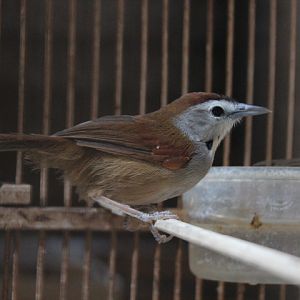 Crescent-chested babbler (Cyanoderma melanothorax melanothorax)
