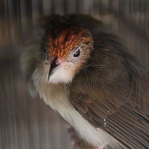 Chestnut-crested yuhina (Staphida everetti)