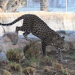 Arabian Leopard