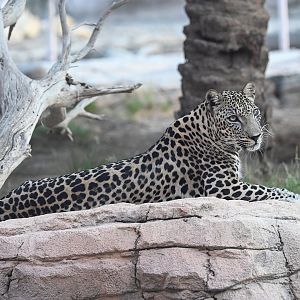 Arabian Leopard