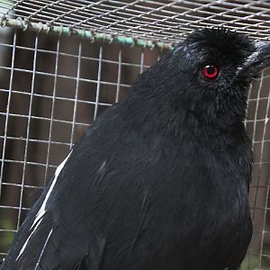 Malayan black magpie (Platysmurus leucopterus)