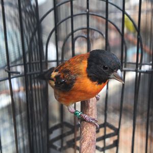 Red siskin (Spinus cucullatus)