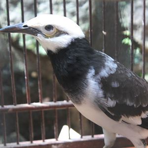Black-collared starling (Gracupica nigricollis)