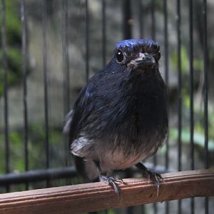White-tailed flycatcher (Leucoptilon concretum concretum)