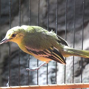 Common iora (Aegithina tiphia scapularis)
