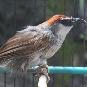 Chestnut-capped babbler (Timalia pileata pileata)