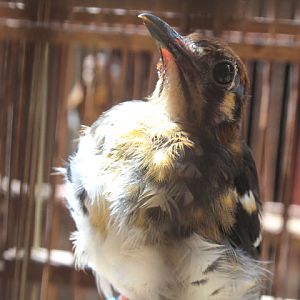 Chestnut-backed thrush (Geokichla dohertyi)