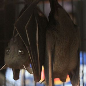 Lesser short-nosed fruit bat (Cynopterus brachyotis javanicus)