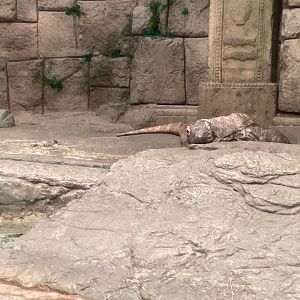 Komodo Dragon - December 20th 2024