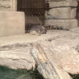 Johnston’s Crocodile - December 20th 2024