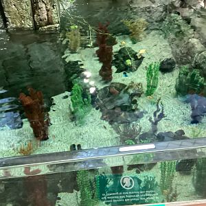Hybrid Devils Hole Pupfish × Ash Meadows Amargosa Pupfish Enclosure - December 20th 2024