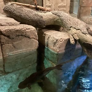 Southeast Asian Enclosure - December 20th 2024