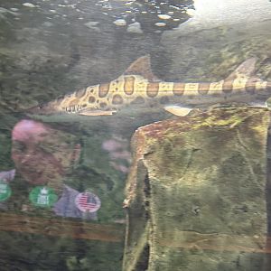 Leopard Shark - Caesar’s Palace Forum Shops Aquarium