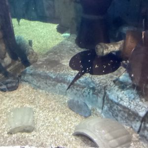 Motoro Stingray - December 20th 2024