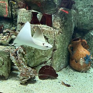 Cownose Ray - Caesar’s Palace Forum Shops Aquarium
