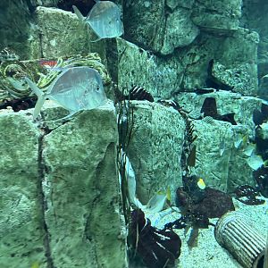 Lookdown - Caesar’s Palace Forum Shops Aquarium