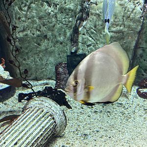 Orbicular Batfish? - Caesar’s Palace Forum Shops Aquarium