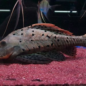 Red-cheeked Pleco (Pseudorinelepis sp. L095)