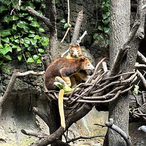 JungleWorld- Tree Kangaroo Joey