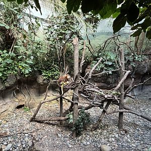 JungleWorld- Tree Kangaroo Exhibit