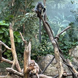 JungleWorld- Javan Lutangs