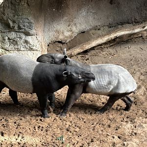 JungleWorld- Malayan Tapirs