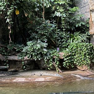 JungleWorld-  Gharials