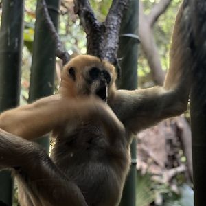 JungleWorld- Northern White-cheeked Gibbon