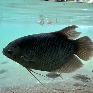 JungleWorld- Giant Gourami